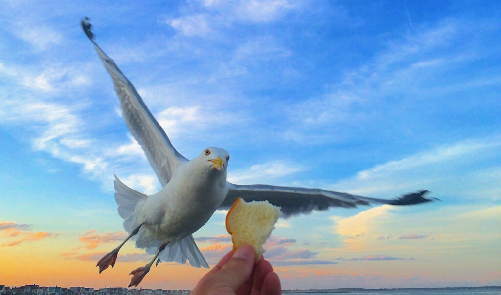 Brave seagull - York Beach - Maine