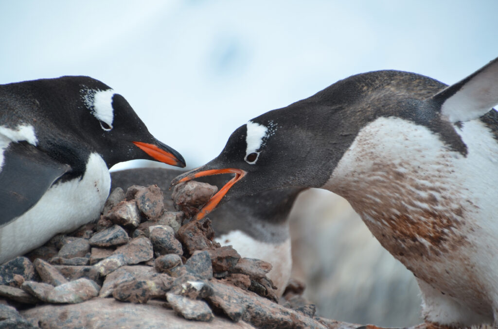 Love in the Antarctic