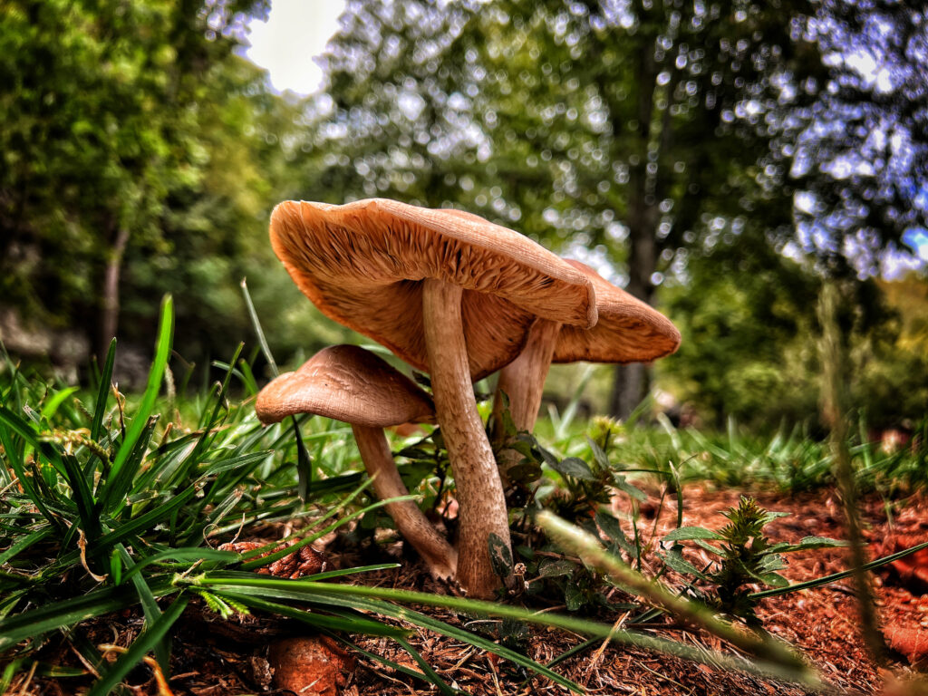 Mushrooms not that kind!