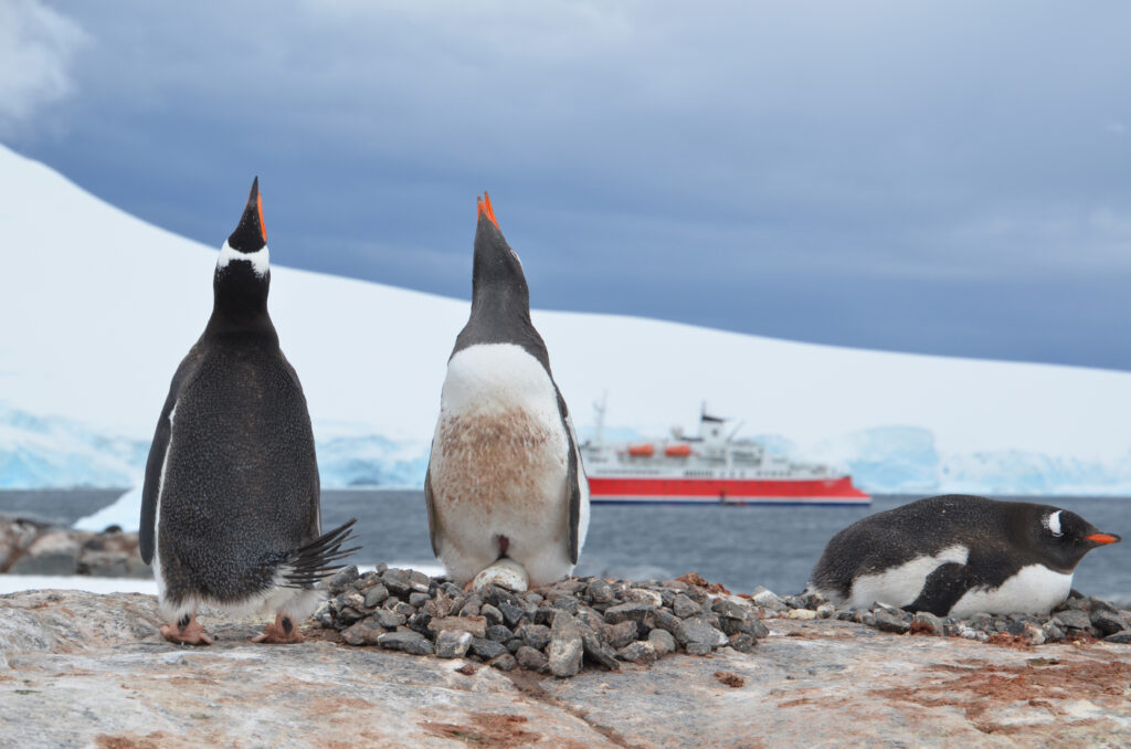 The dance of recognition Antarctica